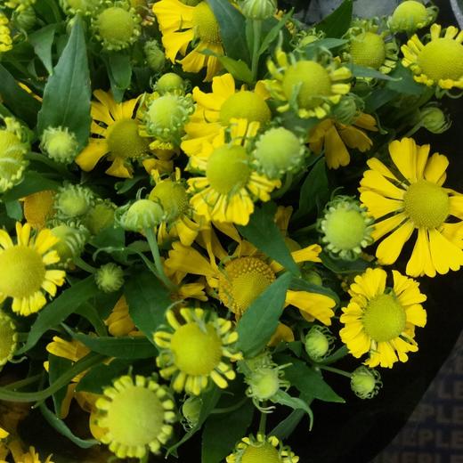 配花-油画小菊-5支 商品图0