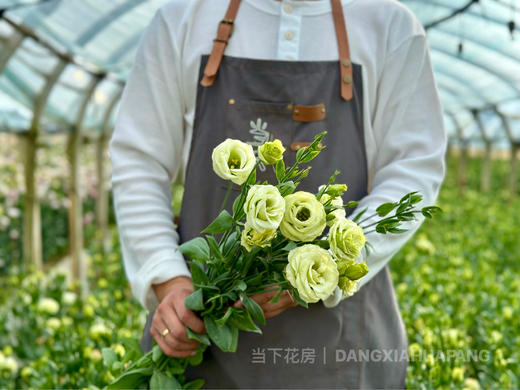 【超大份量洋桔梗】一束约40朵/份 随机至少3个品种 商品图5