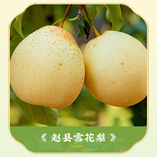 山景源雪梨琵琶藕粉600g/罐 买2送1  买3送2 买5送5 商品图1