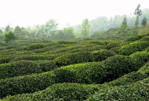 【贵花鸿运】魏师傅的茶 茶中有花 红韵新桂 桂花和红茶的相遇 商品图9