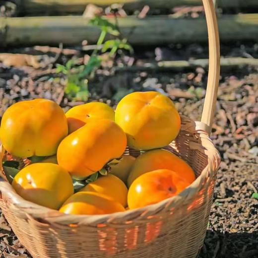 【云南蒙自糖心脆柿】顺丰到家 自然脱涩 脆甜爽口 好吃不腻 饱满厚实 果形端正 现摘现发 3种规格任选 商品图7