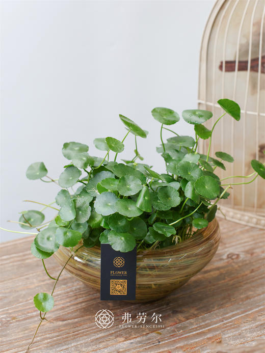 水培铜钱草 商品图0
