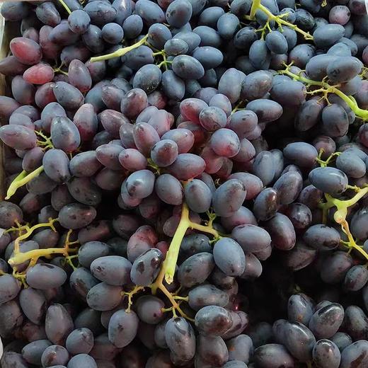紫葡萄 商品图0