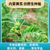 玉衡仿野生黄芪粉 黄芪打粉 内蒙古黄芪 超细粉 黄芪粉养生茶100g/260g 商品缩略图2