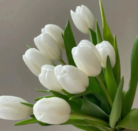 郁金香 白色 10支/扎 以实物为准 云南基地发货（价格已包含包装费用）花苞发货花苞发货