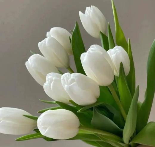 郁金香 白色 10支/扎 以实物为准 云南基地发货（价格已包含包装费用）花苞发货花苞发货 商品图0