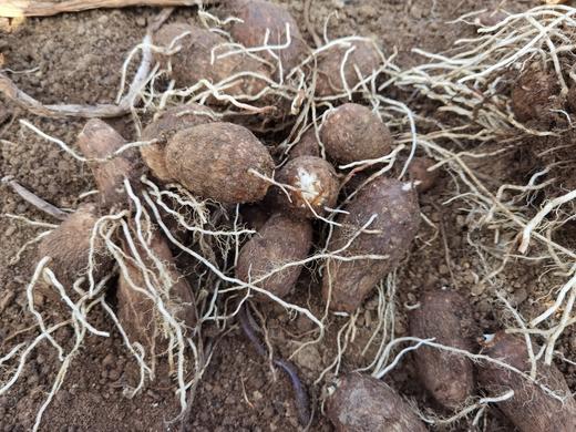 洛嘉有机牛奶小芋头2.5kg/份 商品图3