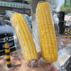 田里有草甜糯玉米 商品缩略图3