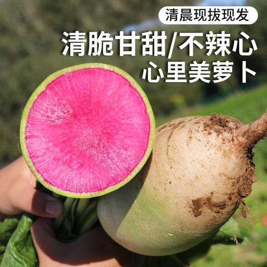 密云农家自种心里美萝卜350g/个   绿皮红心  清脆不辣心   老品种  适合生吃凉拌 商品图0