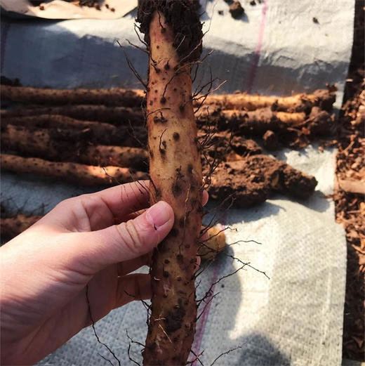 正宗河南焦作温县垆土地铁棍山药新鲜产地直发 商品图1