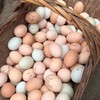 溜达鸡蛋 商品缩略图0