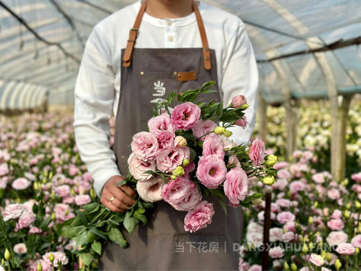 【超大份量洋桔梗】一束约40朵/份 随机至少3个品种 商品图10