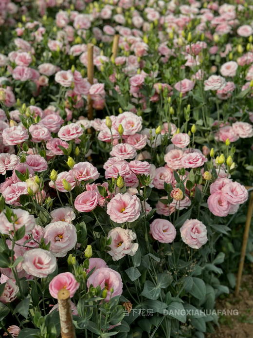 【超大份量洋桔梗】一束约40朵/份 随机至少3个品种 商品图2