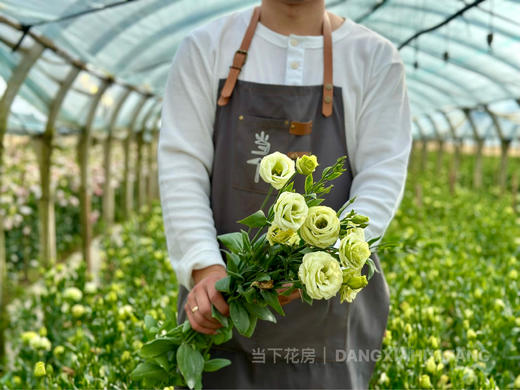 【超大份量洋桔梗】一束约40朵/份 随机至少3个品种 商品图6