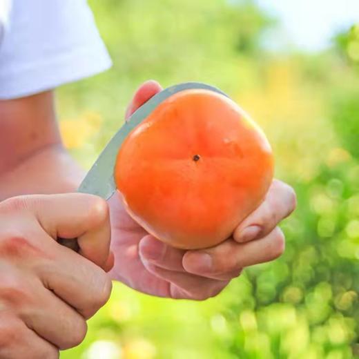 【云南蒙自糖心脆柿】顺丰到家 自然脱涩 脆甜爽口 好吃不腻 饱满厚实 果形端正 现摘现发 3种规格任选 商品图3