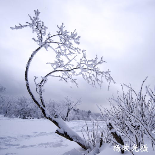 东北冰雪奇缘行摄之旅(E)  ——查干湖冬捕、吉林雾凇、长白山魔界、天池、瀑布、温泉、镜泊湖、雪乡、东北虎、冰灯雪雕、伏尔加庄园俄罗斯风情8天 商品图6