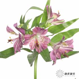 六出花 | 紫水晶