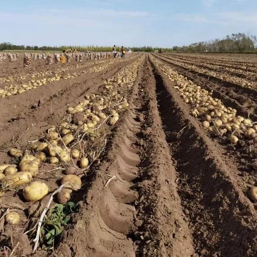 有机土豆/洋葱/胡萝卜，羊粪种植，有机认证，品质安心，顺丰/京东包邮，72小时发货急件慎拍！ 商品图3