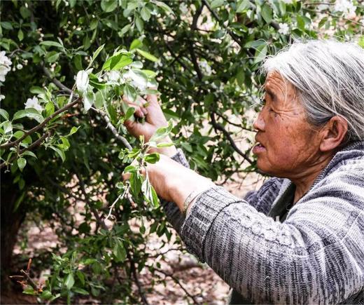 【雪山俄色茶】 商品图4