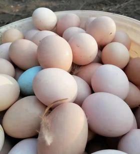 怡福土鸡蛋100枚/箱（礼盒款）【BH】【TFGQ】