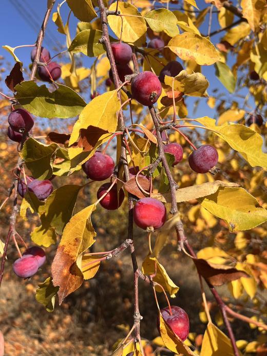 非物质文化遗产 手撕海红果果丹皮 鲜果制浆，配料表干净，无添加 海红果含钙量高，素有“果中钙王”之称，具有健脾胃、增食欲、促消化的作用，孕妇禁止食用‼ 商品图7