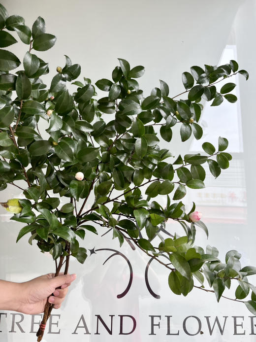 国产花材-【茶梅】 商品图1