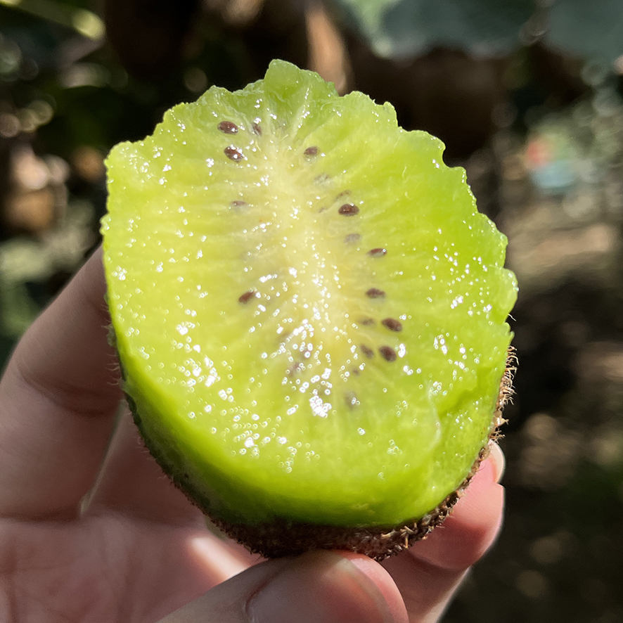 助力徐香猕猴桃，香甜多汁，富含维C，请您一起支持