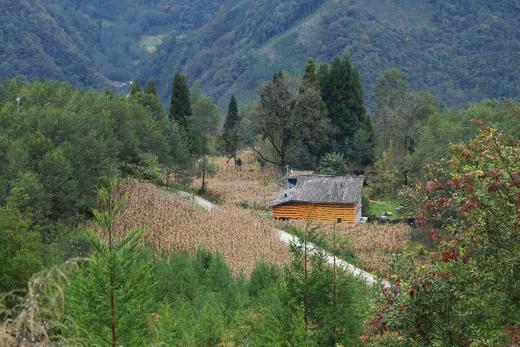有机雪山山药｜养脾胃｜零农残｜现采挖现发货｜雅安顺丰 商品图1