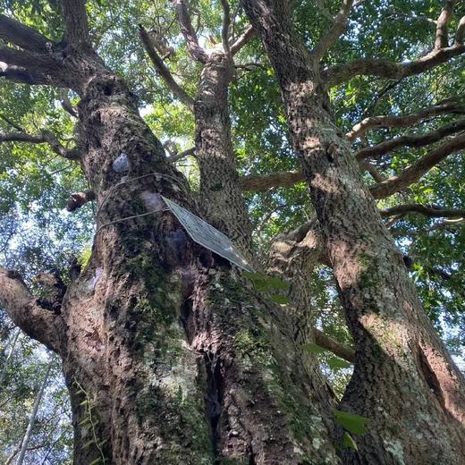 【山野桂花】158元/2罐 商品图1