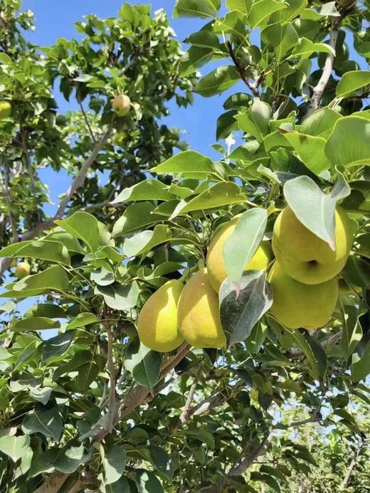 【水果】新疆库尔勒香梨-净重10斤装 （包邮） 单果重：100g 商品图2