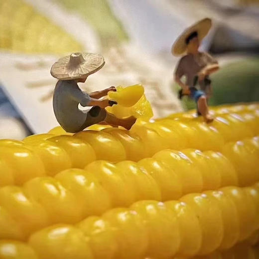 田里有草 甜糯玉米🌽 商品图3