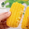 田里有草 甜糯玉米🌽 商品缩略图2