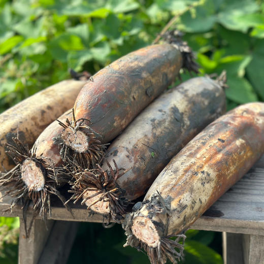 洪湖有机莲藕 5斤/箱 商品图0