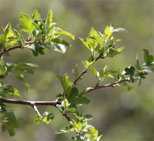 【雪山俄色茶】 商品图3