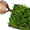 鲜活豌豆苗 Fresh Pea Seedlings 70g 商品缩略图0