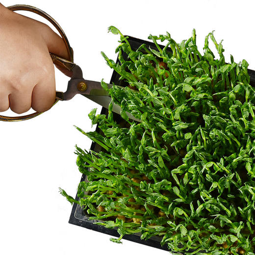 鲜活豌豆苗 Fresh Pea Seedlings 70g 商品图0