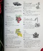 【中商原版】插图百科全书系列 花的完整语言 花语 The Complete Language of Flowers 英文原版 S Theresa Dietz 商品缩略图5