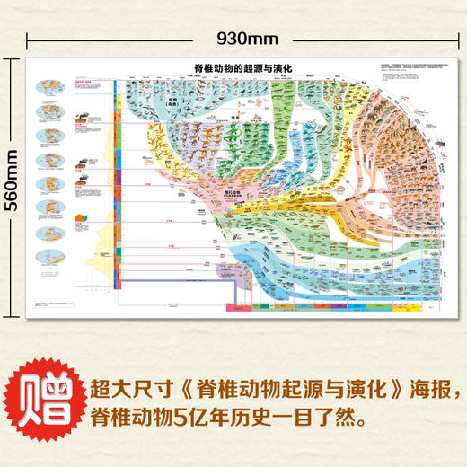 思维导图中的进化简史 7-10岁  15年来对专业科学文献潜心研究所获成果 商品图1