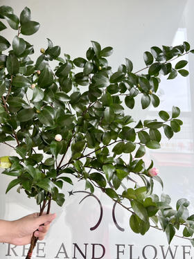 国产花材-【茶梅】