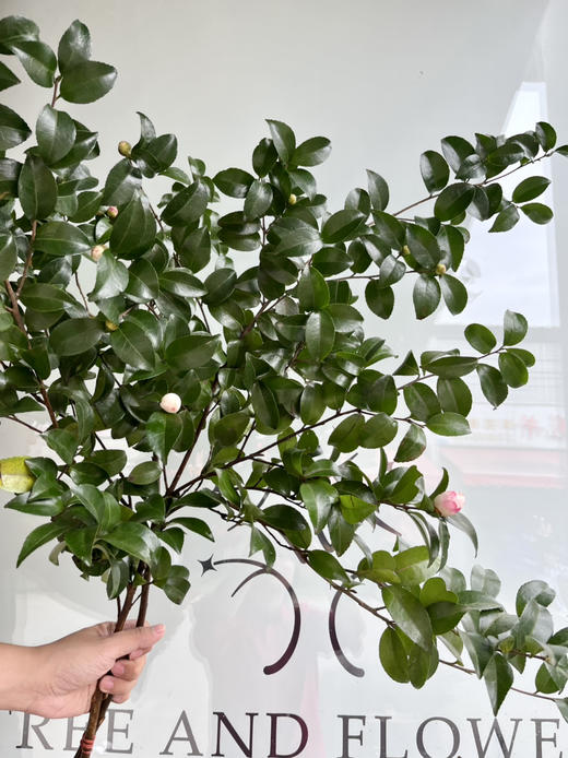 国产花材-【茶梅】 商品图0