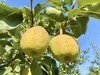 【水果】新疆库尔勒香梨-净重10斤装 （包邮） 单果重：100g 商品缩略图0