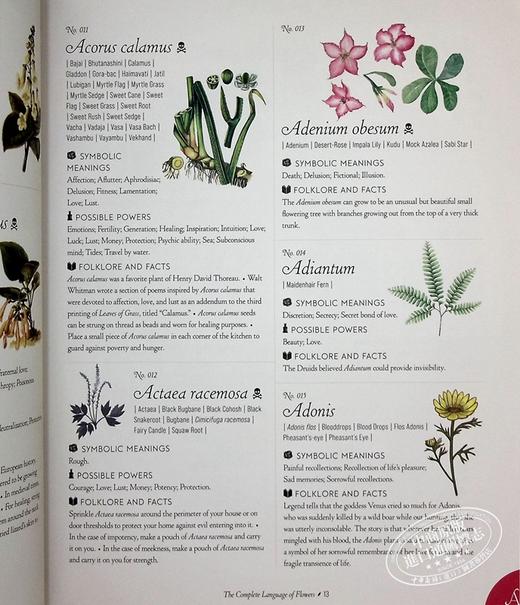 【中商原版】插图百科全书系列 花的完整语言 花语 The Complete Language of Flowers 英文原版 S Theresa Dietz 商品图6