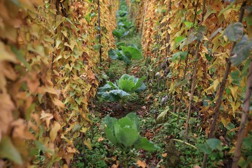 有机雪山山药｜养脾胃｜零农残｜现采挖现发货｜雅安顺丰 商品图3