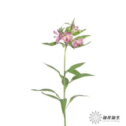 六出花 | 紫水晶 商品图1