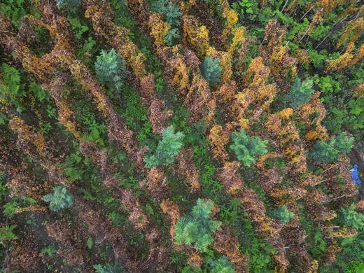 有机雪山山药｜养脾胃｜零农残｜现采挖现发货｜雅安顺丰 商品图6
