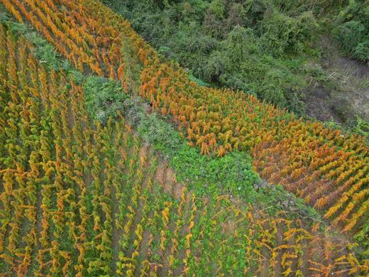 有机雪山山药｜养脾胃｜零农残｜现采挖现发货｜雅安顺丰 商品图5