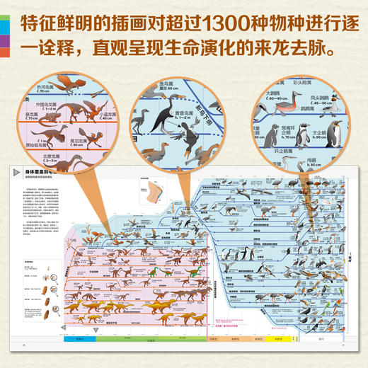 思维导图中的进化简史 7-10岁  15年来对专业科学文献潜心研究所获成果 商品图3