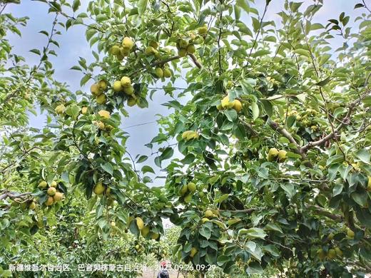 【水果】新疆库尔勒香梨-净重10斤装 （包邮） 单果重：100g 商品图5