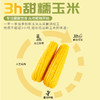 【2023新玉米】溢田东北黄糯玉米200g*8支/袋-HL 商品缩略图3