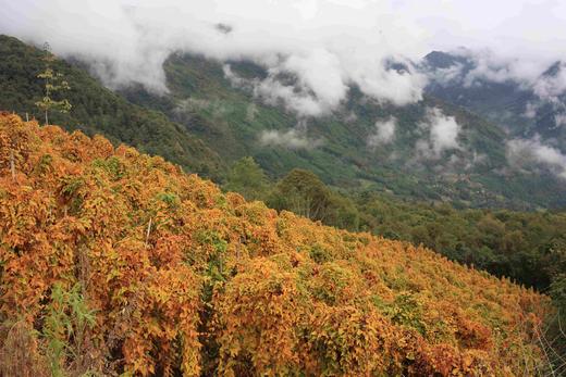 有机雪山山药｜养脾胃｜零农残｜现采挖现发货｜雅安顺丰 商品图2